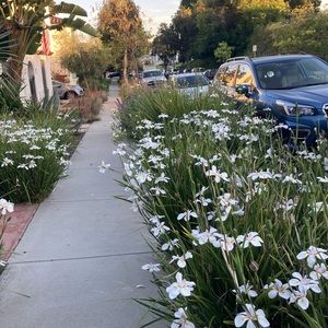 Meet your Posher, Tahiti